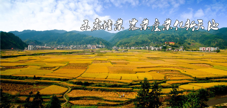 种业